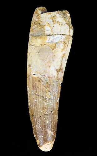 Rooted Spinosaurus Tooth - Real Dinosaur Tooth #57598